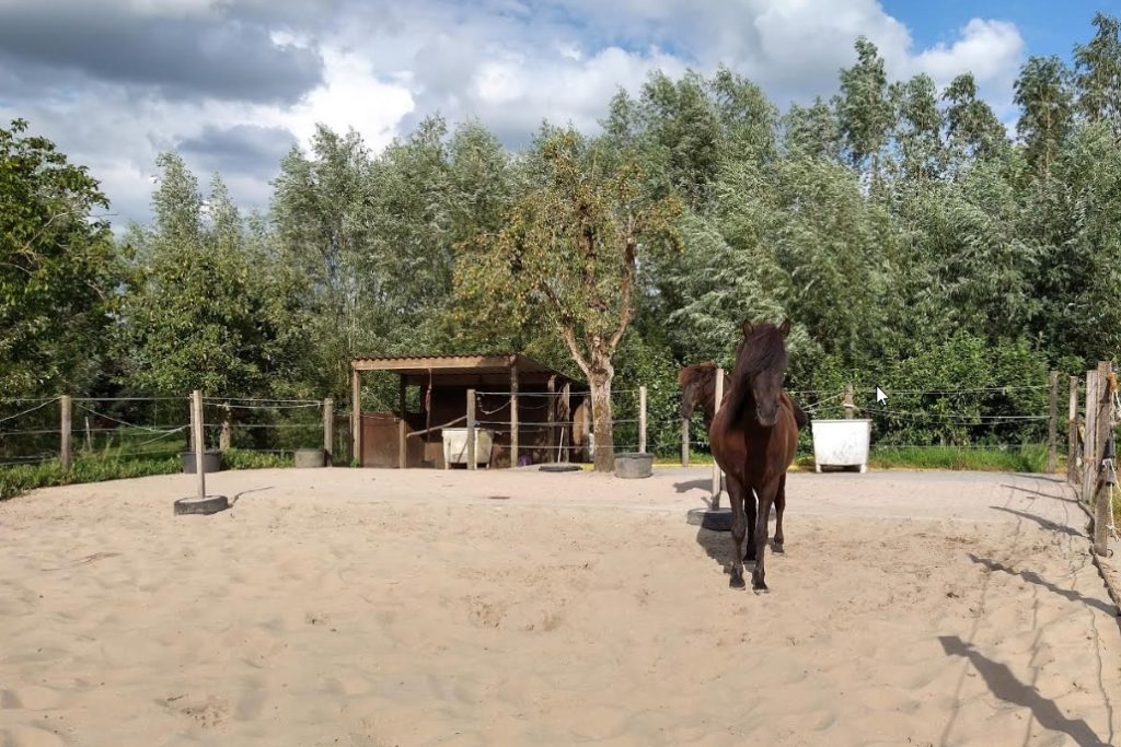 hestur coaching locatie zandbak